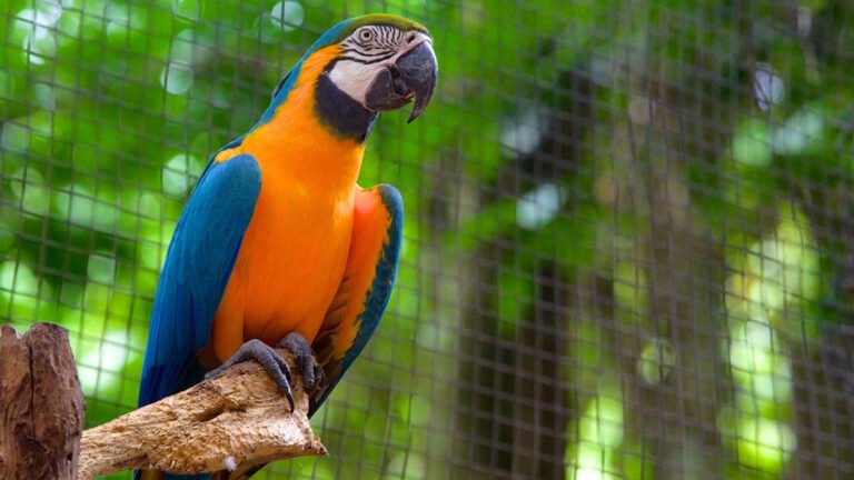 Parque das Aves